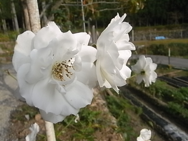 a0146070_65087.jpg