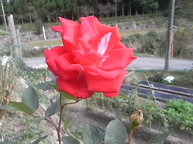 a0146070_6555818.jpg