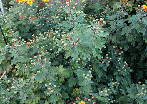 f0003174_16294080.gif