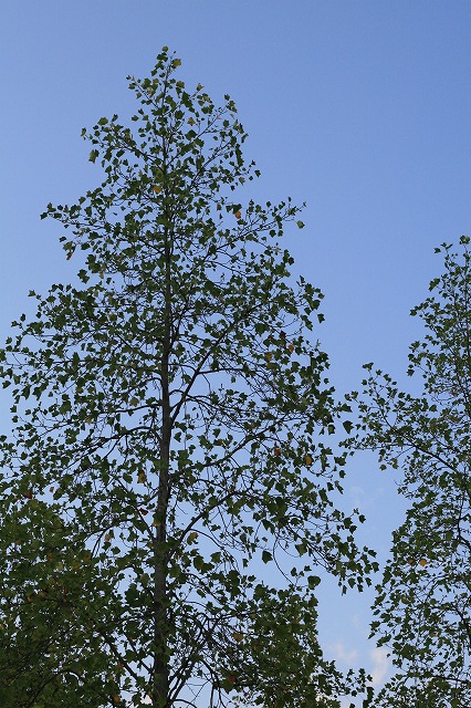 a0165483_814353.jpg
