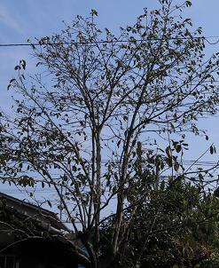 e0130185_15501095.jpg