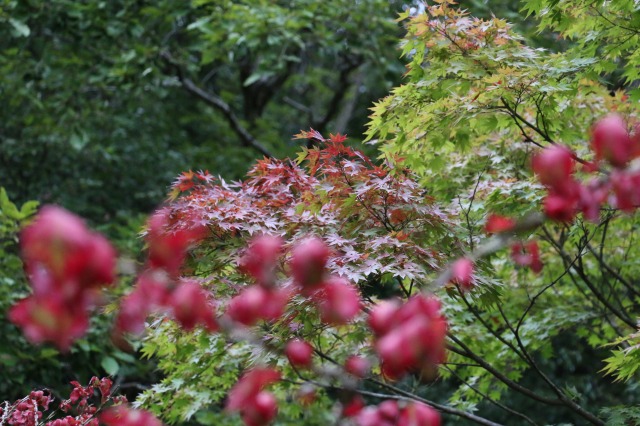b0190092_22161581.jpg