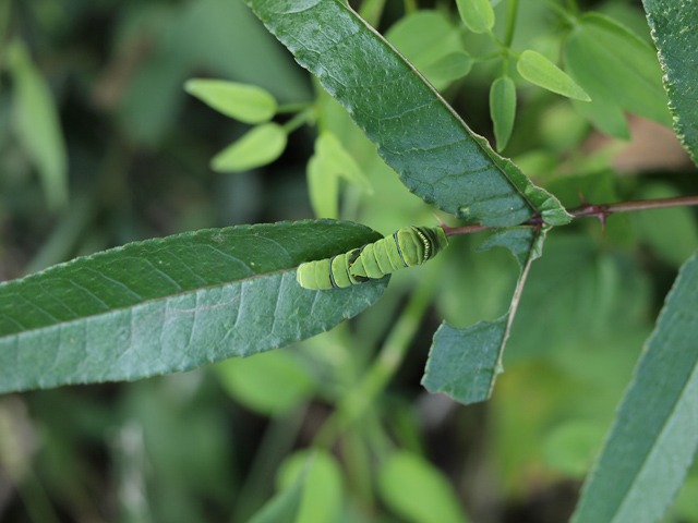 b0194593_2140378.jpg