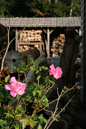 d0100095_7582789.jpg