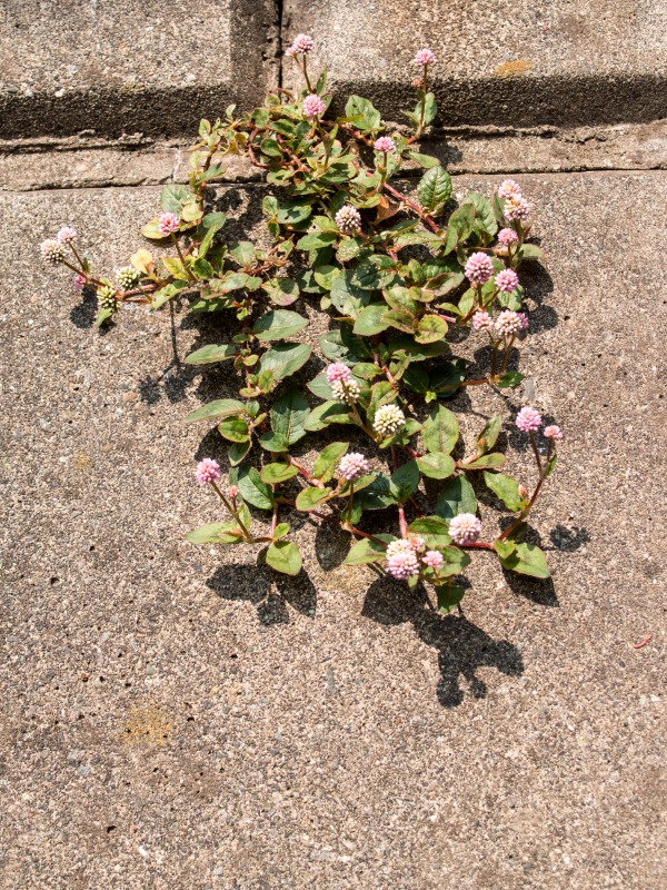 f0224100_7464815.jpg