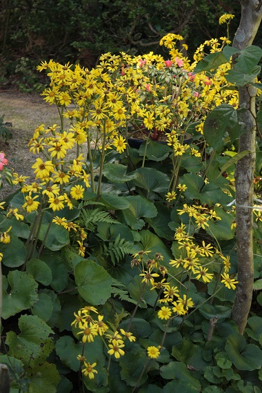 d0001008_16475281.jpg