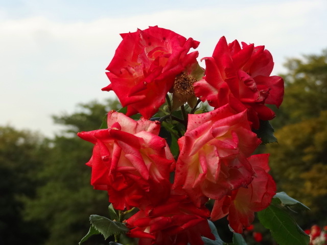 e0016828_1214204.jpg