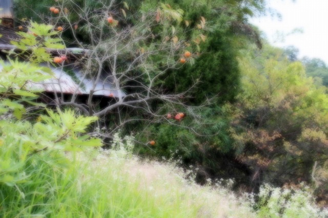 a0242438_2085377.jpg