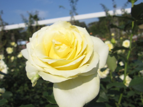 d0323339_8264480.jpg