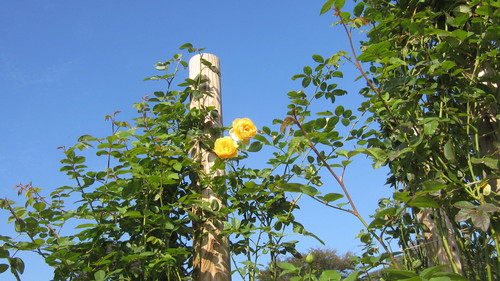 d0323339_8283720.jpg