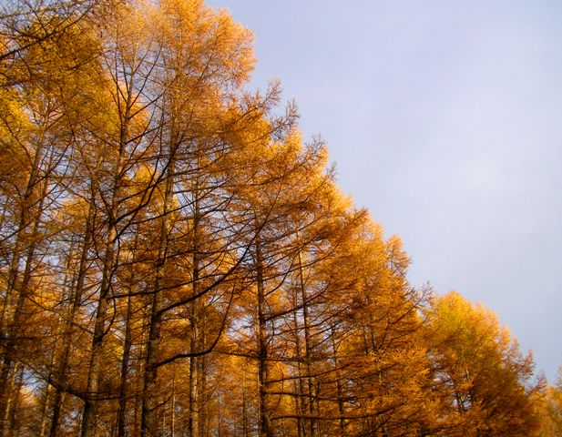 b0086858_16284818.jpg