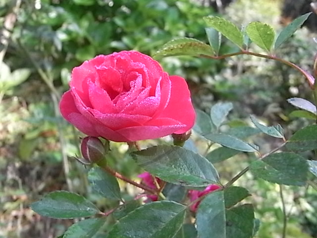 a0146070_775757.jpg