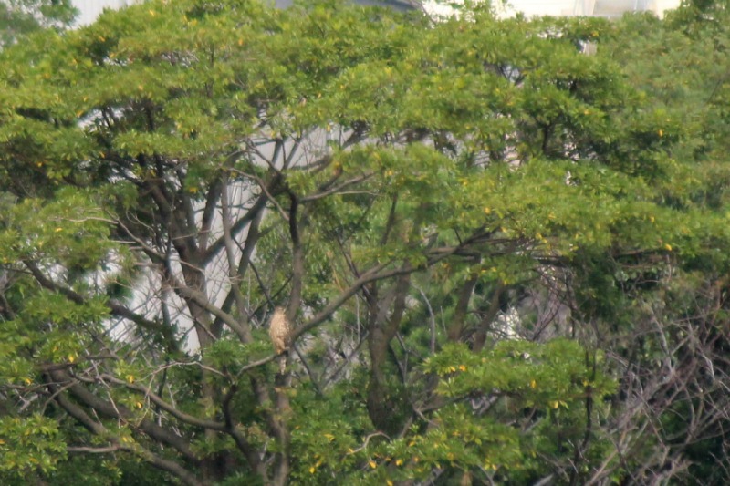 a0127090_21442462.jpg