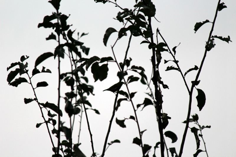 a0127090_21533993.jpg