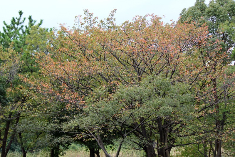 a0127090_21552136.jpg