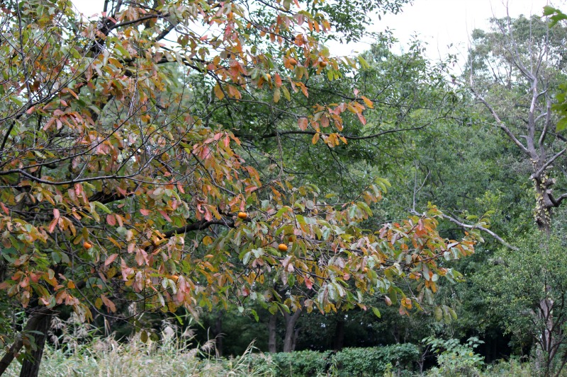 a0127090_2155288.jpg