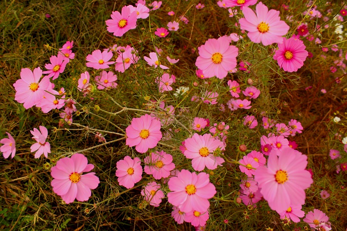 a0283906_1420755.jpg