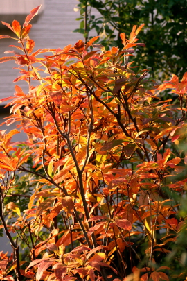 f0041606_18495684.jpg