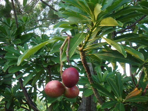 a0019212_1425126.jpg