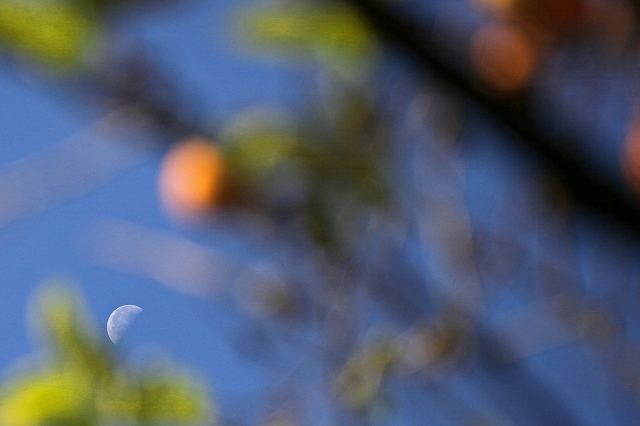 a0242438_20511186.jpg