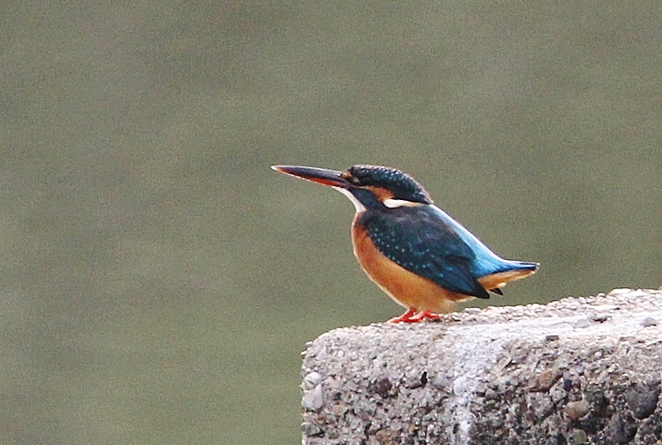 c0172139_01529.jpg