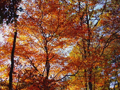 e0088260_2248384.jpg
