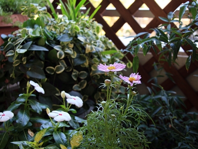 d0054461_9111243.jpg