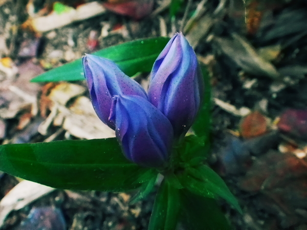 c0190391_1759745.jpg