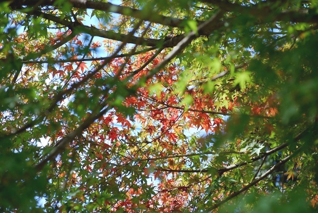 e0025300_12252224.jpg