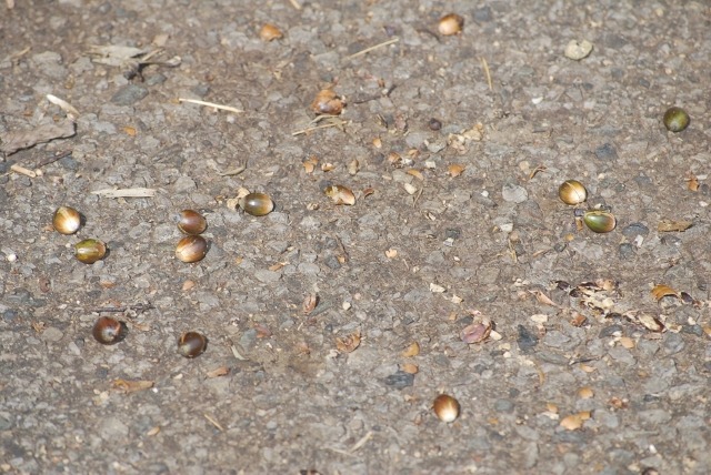 e0025300_1229376.jpg