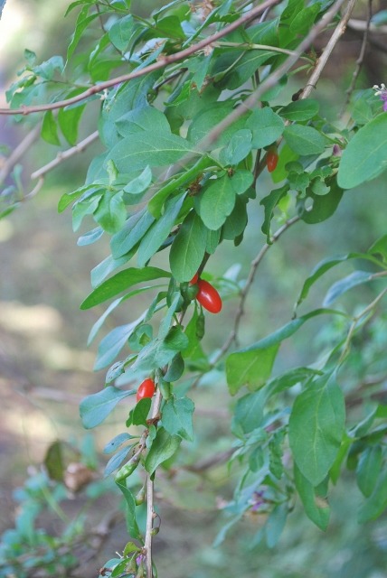 e0025300_1237581.jpg