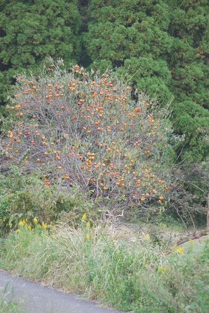 e0025300_12395567.jpg