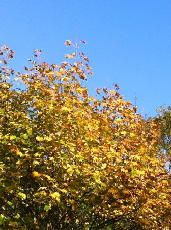 e0114020_1755927.jpg