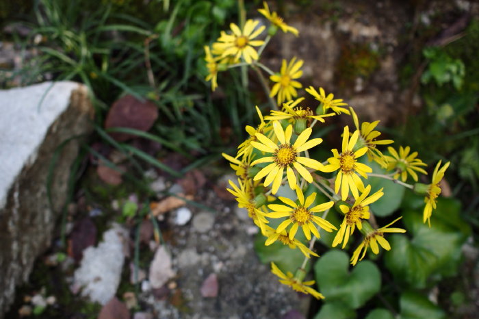 b0092844_1754824.jpg
