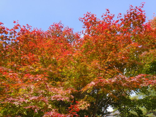c0179351_20562495.jpg
