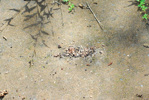 e0151566_22145671.jpg