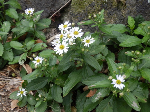 e0292172_20464561.jpg