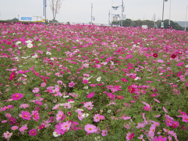 d0098295_23162624.jpg