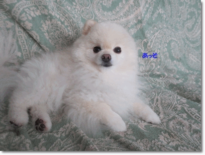 b0167519_22174654.gif