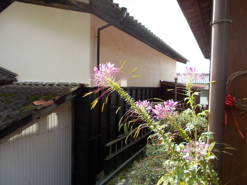 b0182422_0115175.jpg