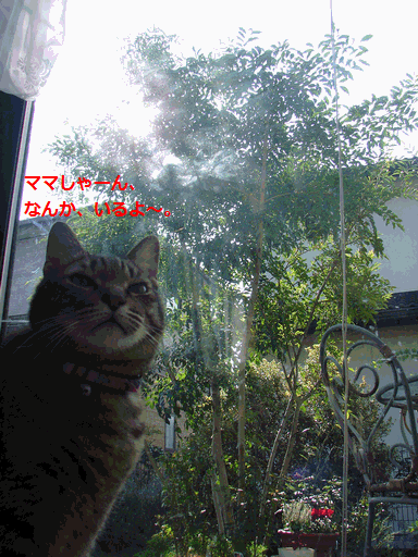 c0136736_2234858.gif