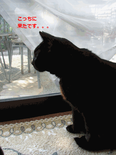 c0136736_224144.gif