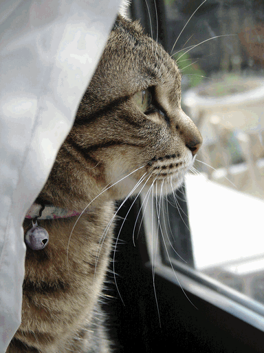 c0136736_22848.gif