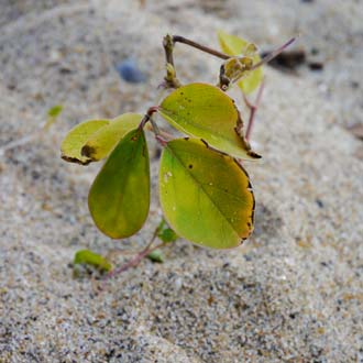 c0019338_2055279.jpg