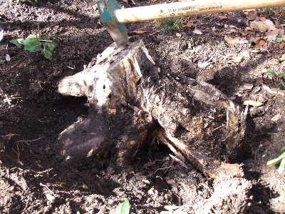 e0088260_1084812.jpg