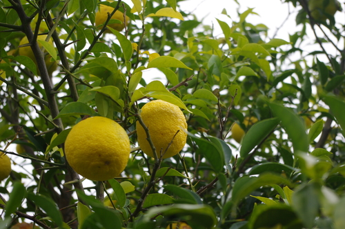 f0054677_9251738.jpg