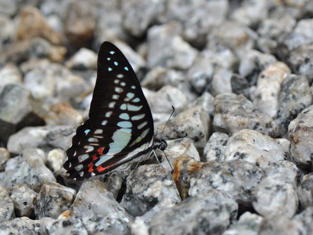 f0310988_22215186.jpg