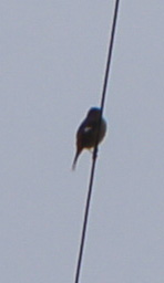 c0139591_4495982.jpg
