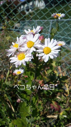 b0292900_16595042.jpg