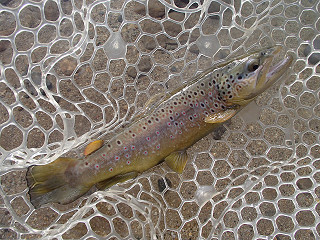 f0065341_12595754.jpg